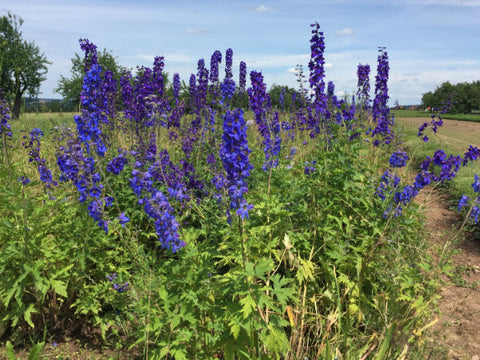 lila blaue Blüte des Rittersporns Wildpflanze