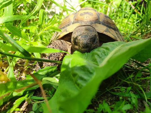 Schildkröte sitzt auf Rasen