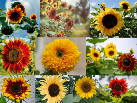 Eine Collage von verschiedenen Blüten der Sonnenblumen wie gefüllte Sonnenblumenblüten, rote Blüten, zweifarbeige Blüten oder braune Blüten