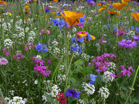 Wildkräutermischung bunte Blumen auf Feld