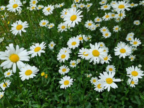 Wiesenmargerite weiße Blume mit gelber Mitte