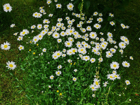 Wiesenmargerite viele Pflanzen im Garten