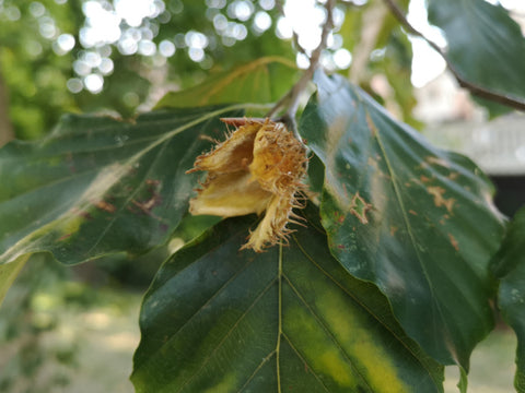 Rotbuche Frucht Samen am Baum