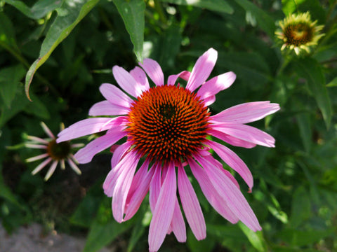 roter Sonnenhut rosa Blüte Nahaufnahme