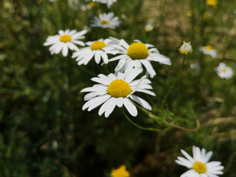 Kamilleblüte Nahaufnahme weiße Blüte