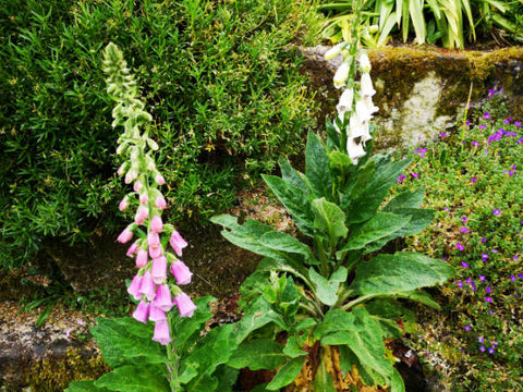 Fingerhut rosa weiße Blüte in Nahaufnahme