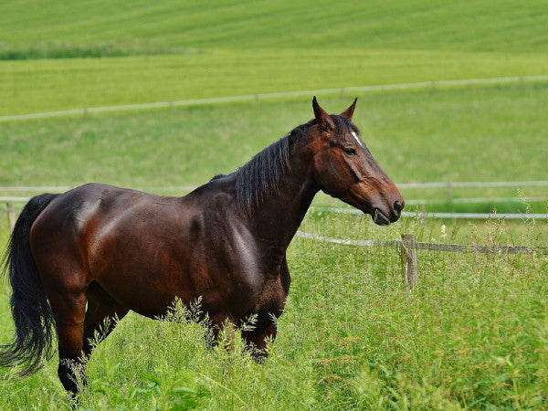 Pferd frisst Gras auf Pferdekoppel an Zaun