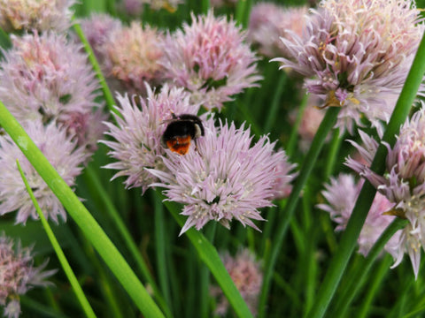 rosa Schnittlauchblüte mit Hummel in Nahaufnahme