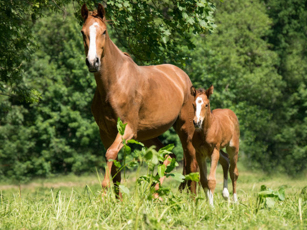 Pferd mit Fohlen auf Koppel