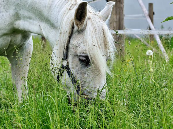 grasendes Pferd Schimmel auf Weide
