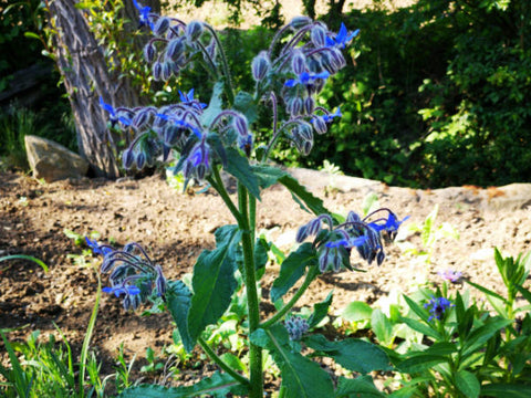 Borretschblüte an Pflanzen