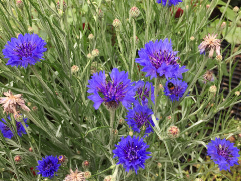 viele blaue Kornblume auf Feld