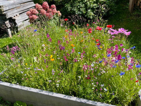 bunte Blumen auf dem Balkon