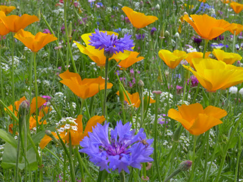 lila und orangene Blumen einer Bienenweide