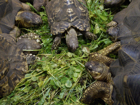 Schildkröten auf Rasen und fressen