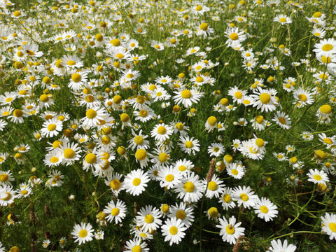 Kamillenblumen auf Feld