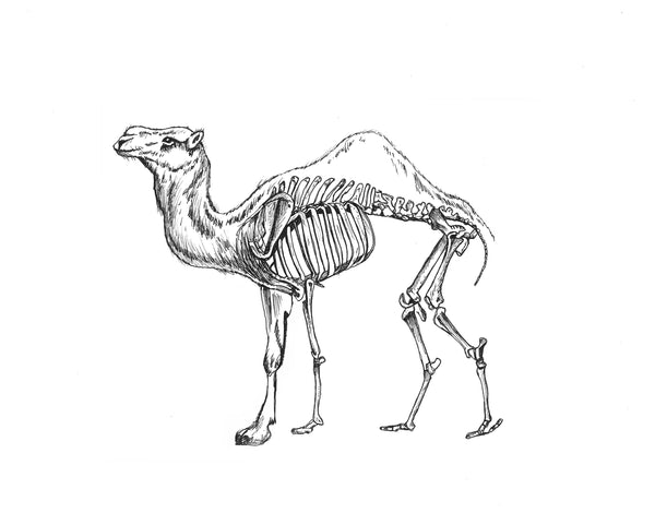 Camel - Ecart