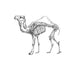 Camel - Ecart