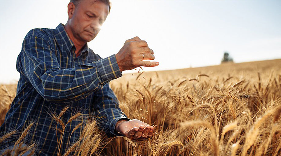 Harvesting Grain: Essential Tips for Optimal Results 