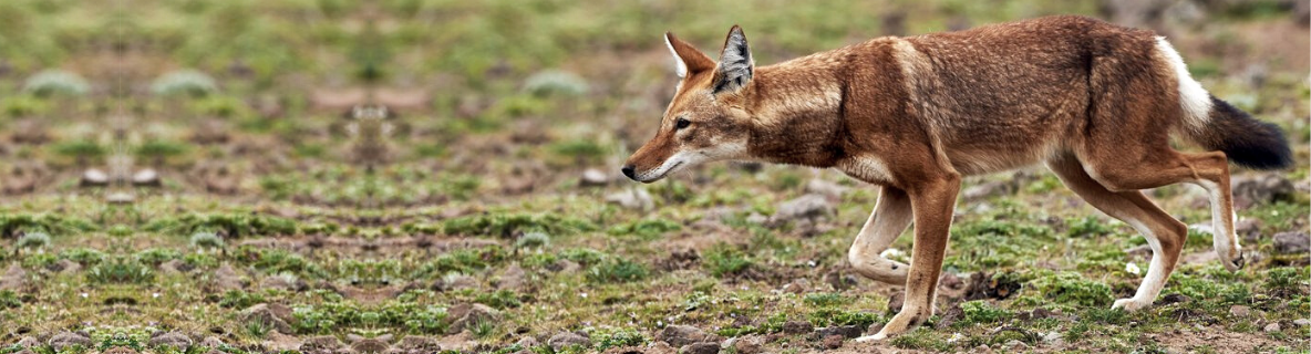 abyssinian wolf