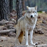 alaskan tundra wolf