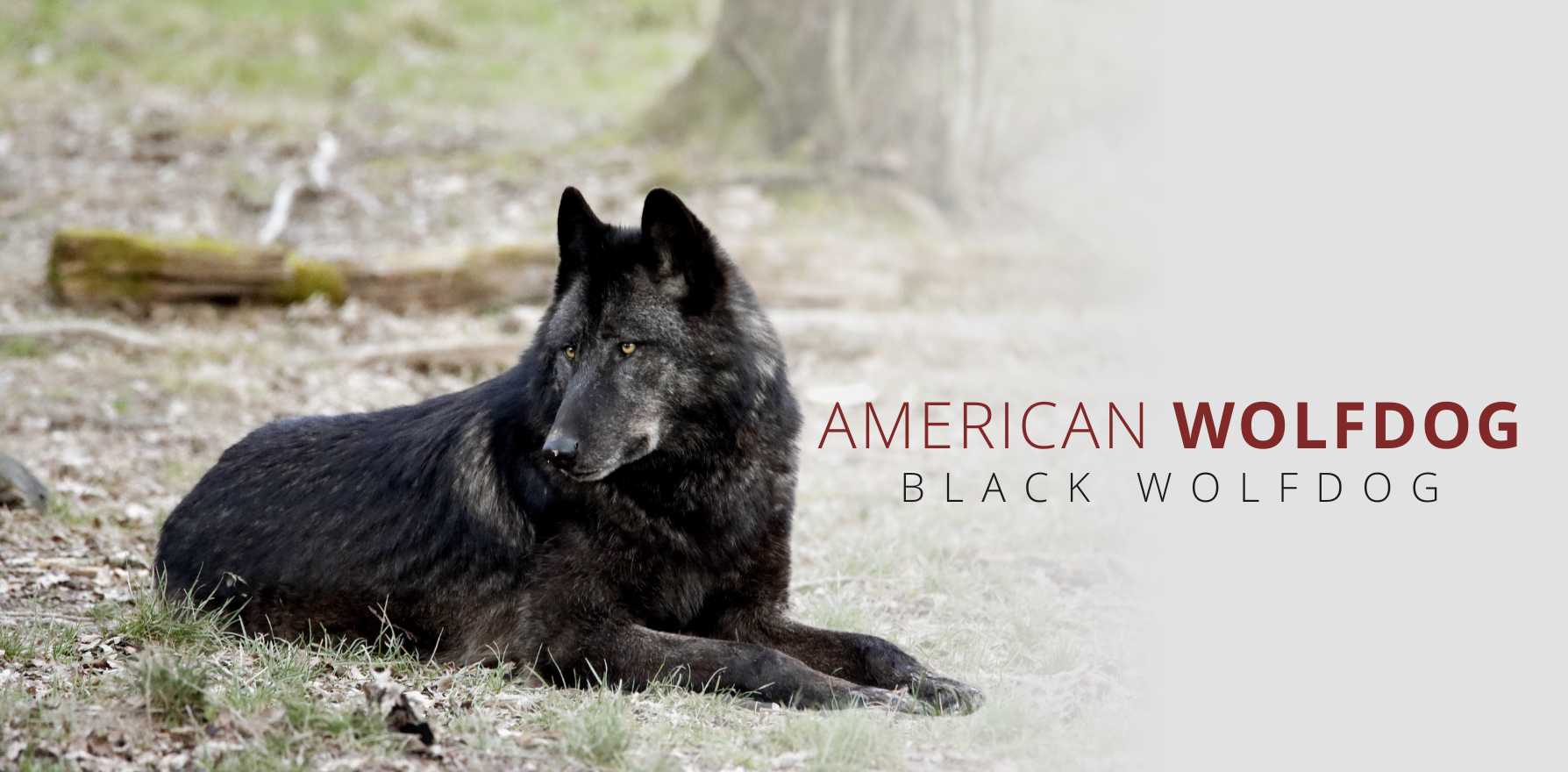 american wolf dog