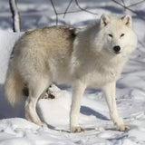 arctic wolf