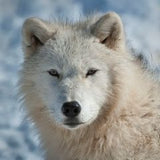 baffin island wolf