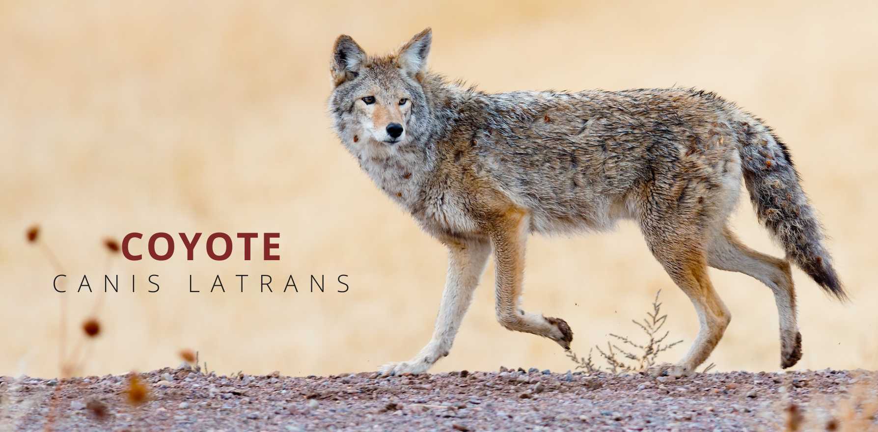 canis latrans