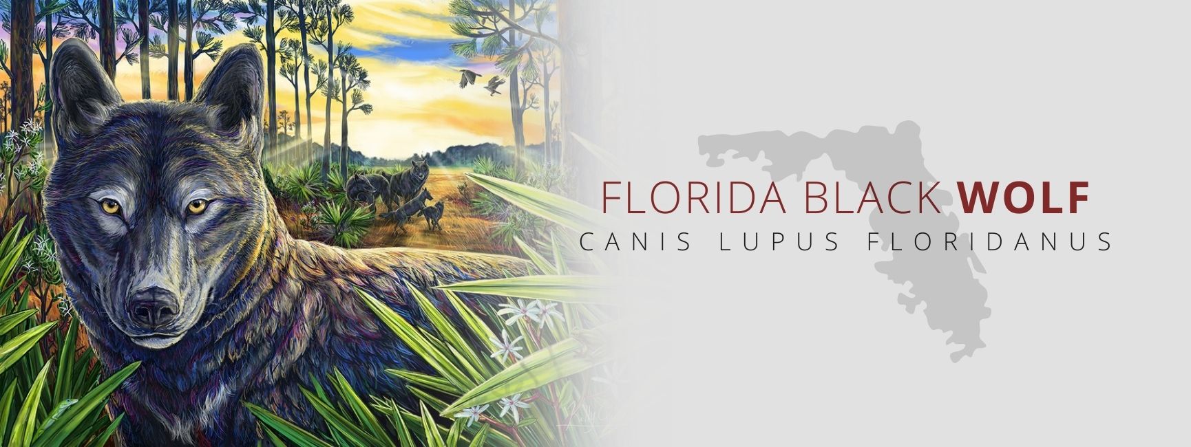 canis lupus floridanus