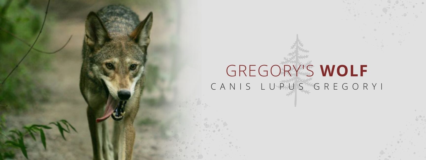 canis lupus gregoryi