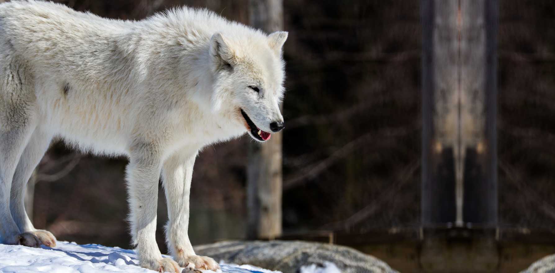 canis lupus manningi