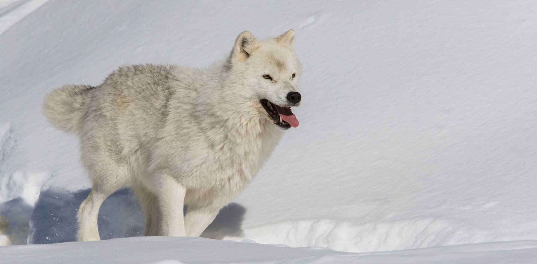 canis lupus orion