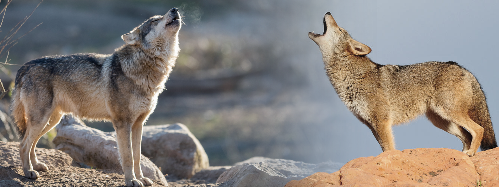 coyote vs wolf howl