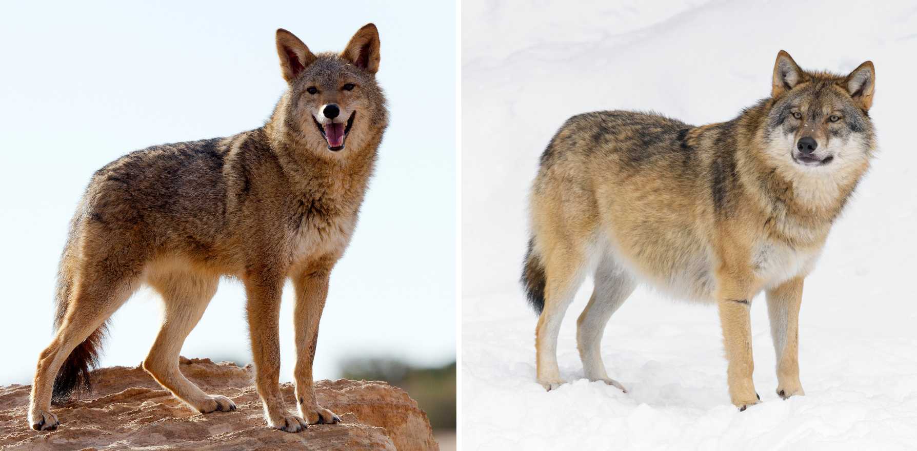 coyote vs wolf picture