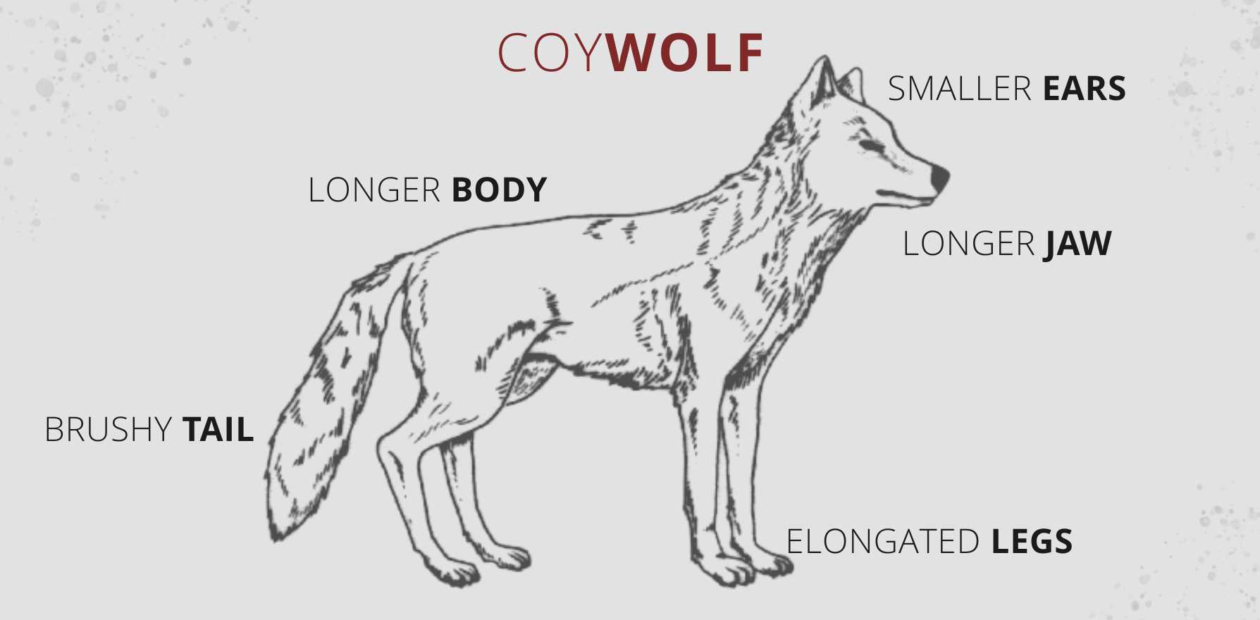 coywolf picture