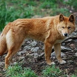 dingo