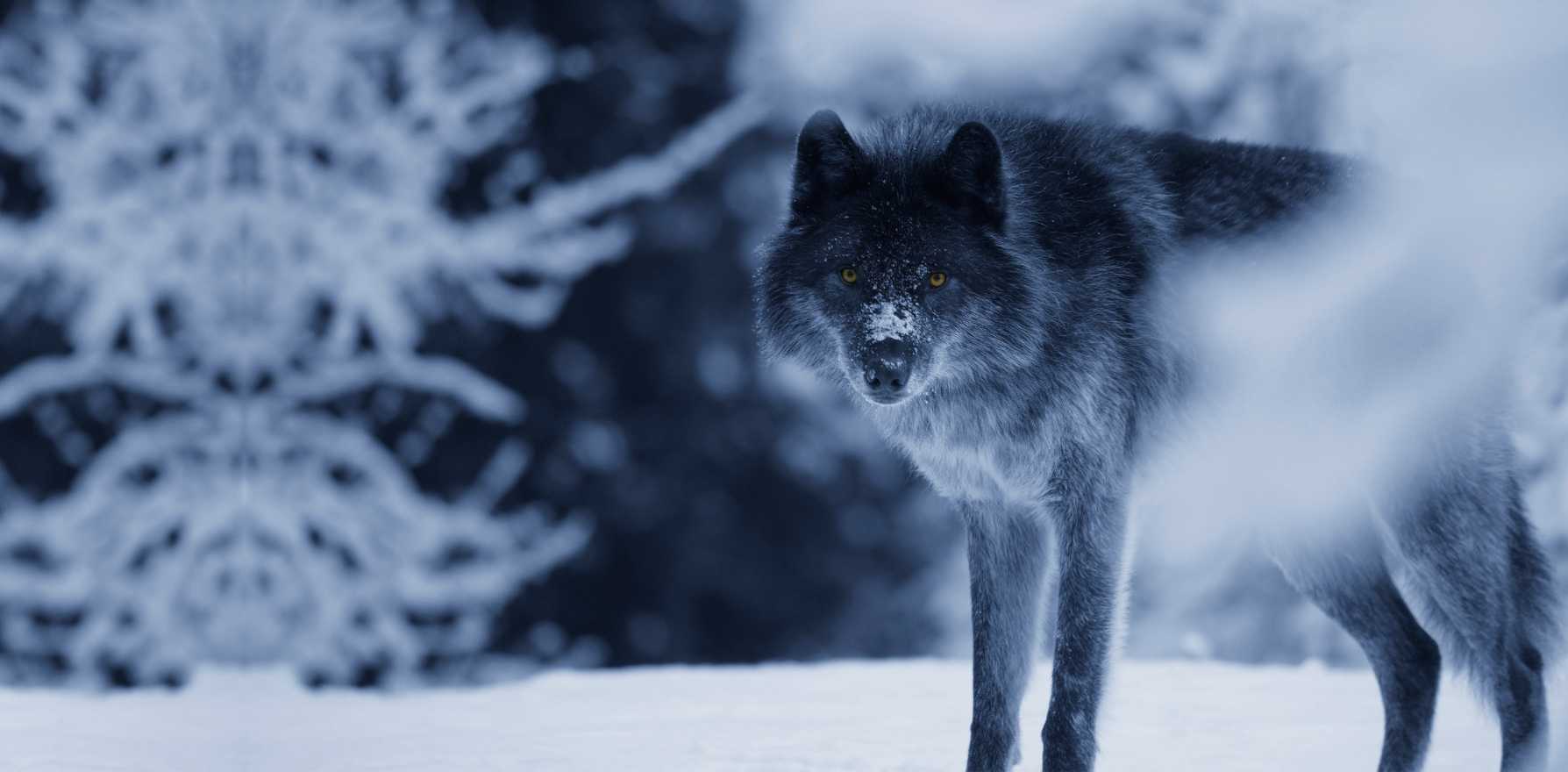 eastern wolf specie