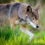 eastern wolf