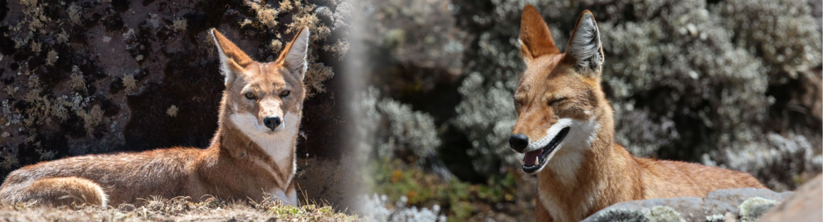 ethiopian wolf abyssinian