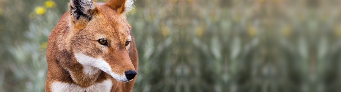 ethiopian wolf head