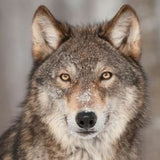 eurasian wolf