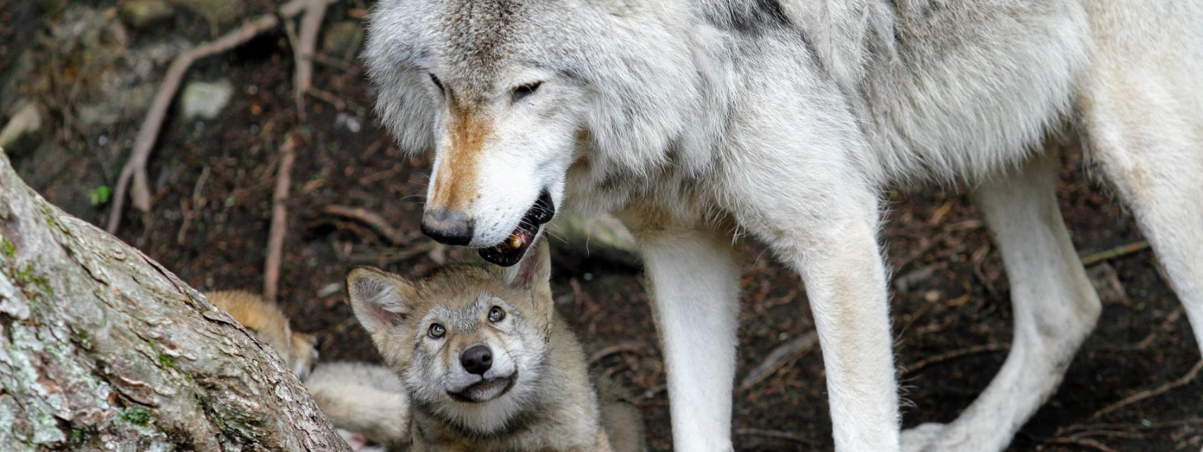 female wolf breeding