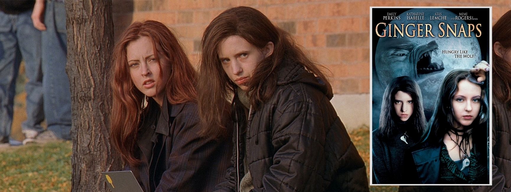 ginger snaps