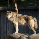 great plains wolf