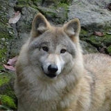 himalayan wolf