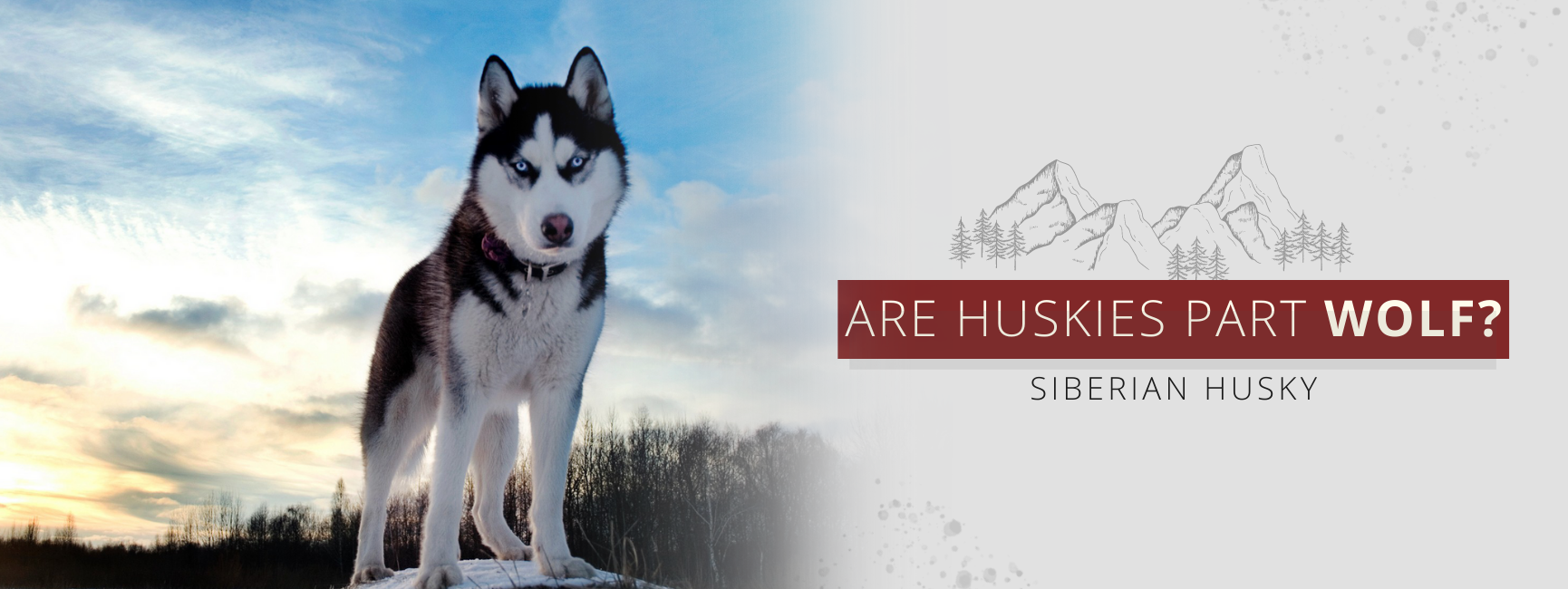 is husky a wolf hybrid