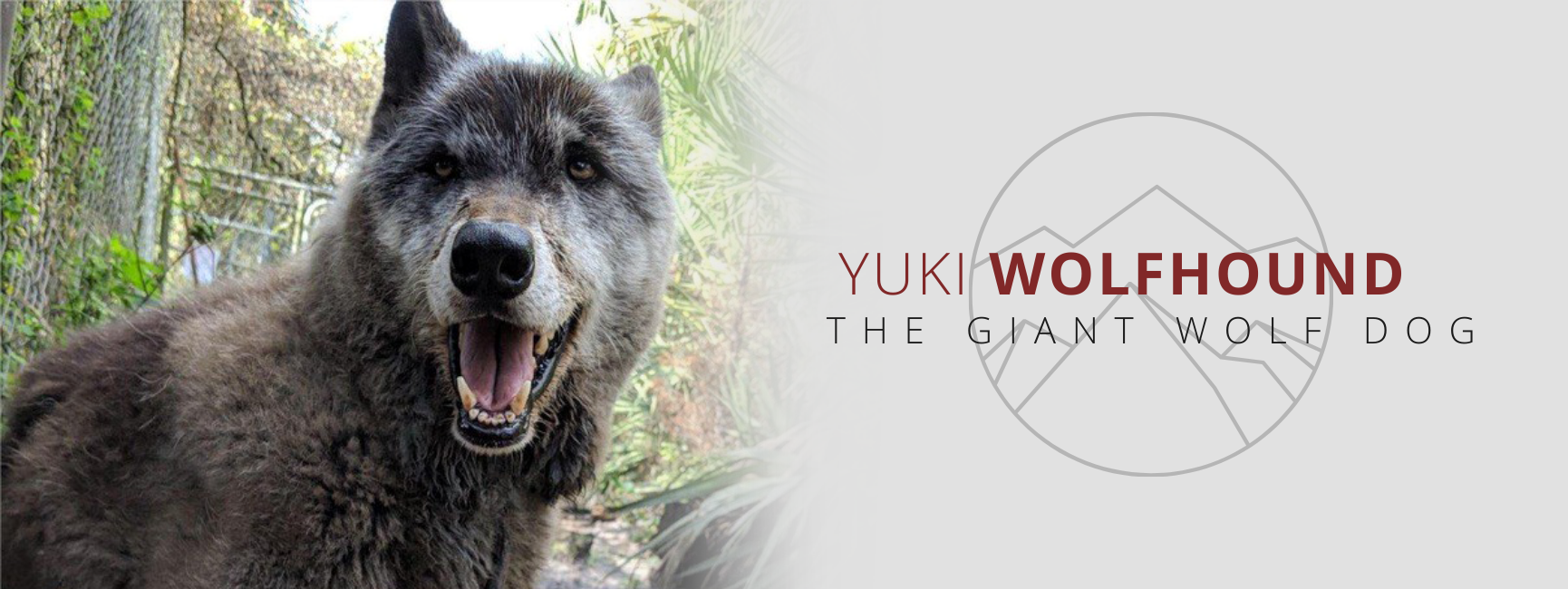 is yuki the wolf dog still alive