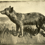 manitoba wolf