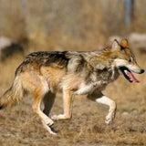 mexican wolf